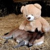 Illustration for article titled Prepare to die from squee; pony edition